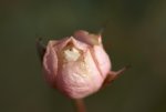 rose.jpg