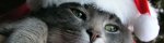 Christmas-Cat-christmas-cat-3840x1024.jpg