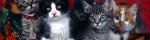 Christmas-Cats-christmas-cats-3840x1024.jpg