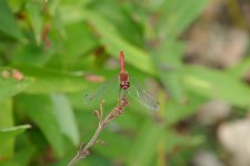 P1130252(1).jpg