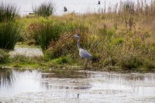 IMG_2148.jpg