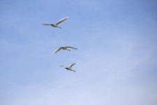 IMG_2119.jpg