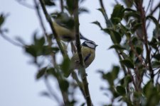 IMG_2343.jpg