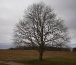 baum.jpg