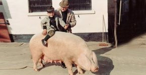 VRam-Schwein.jpg