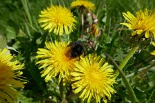 P1140781(1).jpg