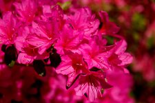 IMG_3004.jpg