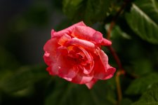 IMG_3121.jpg