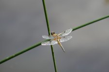 P1150095(1).jpg