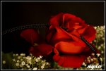 IMG_7999 rand 900.jpg