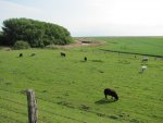 Hallig Langeneß (6).jpg