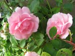 IMG_0077.jpg