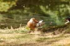 IMG_3976.jpg