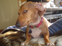dog.png