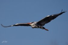 R6II2663-2.jpg