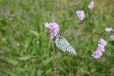 P1180913(1).jpg