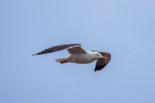 IMG_5242.jpg