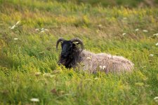 IMG_5250.jpg