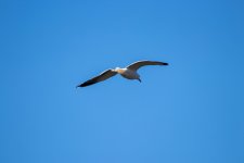 IMG_5438.jpg