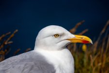 IMG_5463.jpg