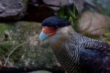DSC02538.jpg