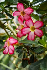 DSC03010.jpg