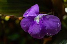 DSC03220.jpg