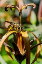 DSC03335.jpg