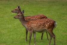IMG_5948.jpg