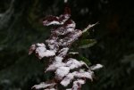 DSC03140_900.jpg