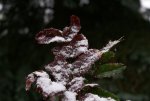DSC03141_900.jpg