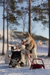 IMG_3258_HuskeyII_pcgh.jpg