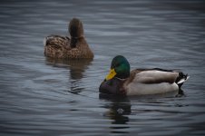 DSC00592.jpg