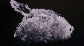Fuzzy.jpg