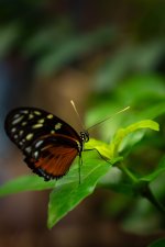 MSD00585.jpg