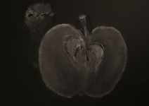 Chick and apple.png