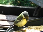 IMG_0266.JPG