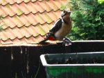 IMG_0179.JPG