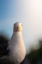 MSF01430 - Kopie.jpg