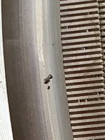 IMG_8956.JPG