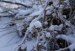 DSC03292.jpg