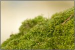 IMG_5526_frame.jpg