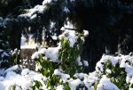 DSC03276_900.jpg