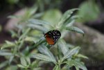 FlyPic (1).jpg