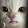 Livxe