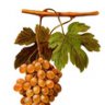 Manzanilla