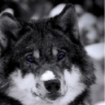 KingBlutWolf