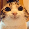 HerrTomcat