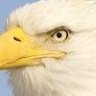 Eagle-Eye
