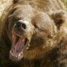 Bear86